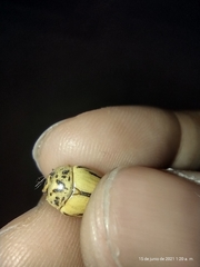 Leptinotarsa defecta