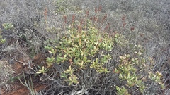 Crassula cultrata