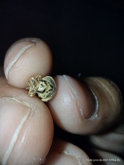 Leptinotarsa defecta