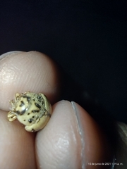 Leptinotarsa defecta