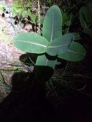 Asclepias amplexicaulis