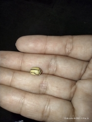 Leptinotarsa defecta