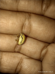 Leptinotarsa defecta