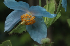 Meconopsis betonicifolia