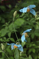 Meconopsis betonicifolia