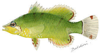 Doratonotus