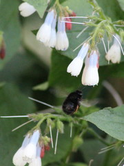 Anthophora plumipes