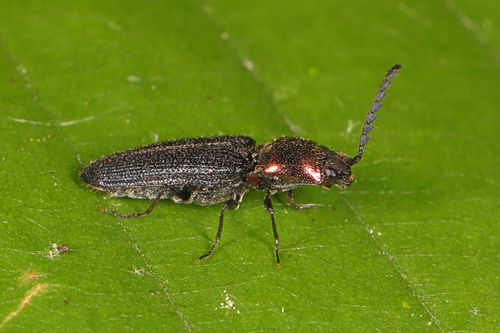 Gold-headed Click Beetle
