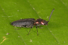 Limonius aurifer
