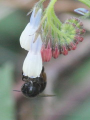 Anthophora plumipes