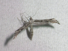 Hellinsia inquinatus