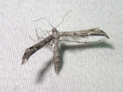 Hellinsia inquinatus