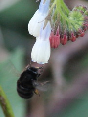 Anthophora plumipes