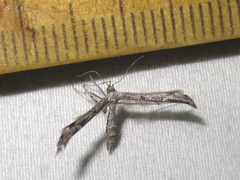 Hellinsia inquinatus