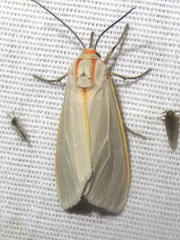 Pygarctia abdominalis