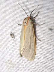 Pygarctia abdominalis