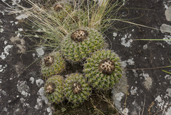 Parodia erinaceus