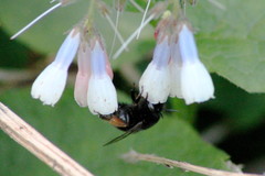 Anthophora plumipes