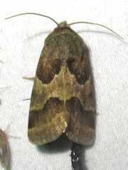 Schinia jaguarina
