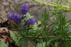 Dracocephalum austriacum