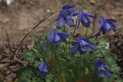 Aquilegia saximontana