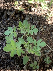 Nemophila breviflora
