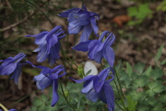 Aquilegia saximontana