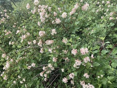 Physocarpus monogynus