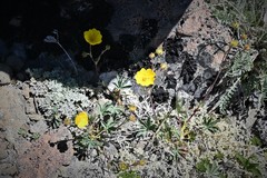 Potentilla glaucophylla