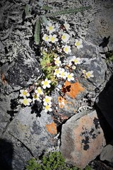 Saxifraga cespitosa