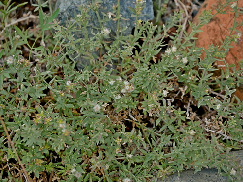 Image of Galium serpenticum by (c) Jacy Chen, some rights reserved (CC BY)