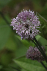 Allium amphibolum
