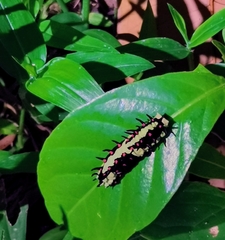 Papilio clytia clytia