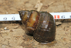 Cipangopaludina ussuriensis