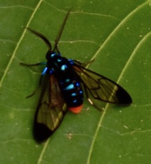 Gymnelia salvini