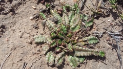 Euphorbia stellata