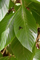 Gymnelia salvini