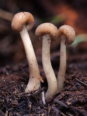 Cudonia monticola
