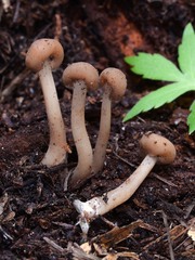 Cudonia monticola