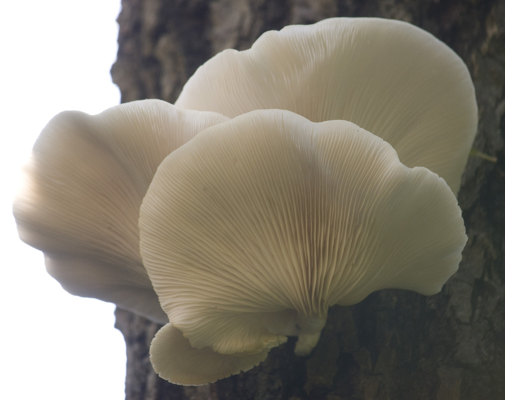 Pleurotus pulmonarius · May 2013 · photo: © nicoolejnik (iNaturalist, cc-by)