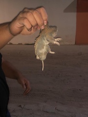 Thomomys umbrinus