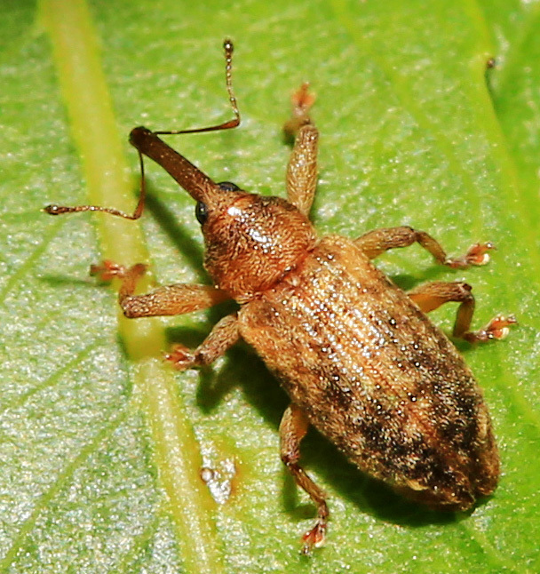 Dorytomus roelofsi