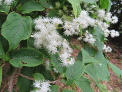 Symplocos sawafutagi