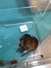 Thomomys umbrinus