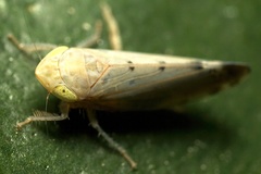 Synophropsis lauri