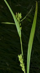 Carex conoidea