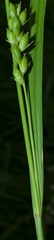 Carex conoidea