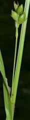 Carex conoidea