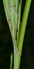 Carex conoidea