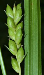 Carex conoidea